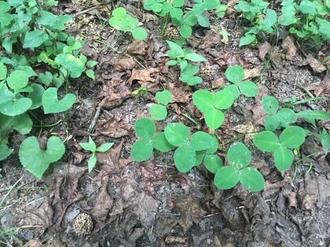 Image of running buffalo clover