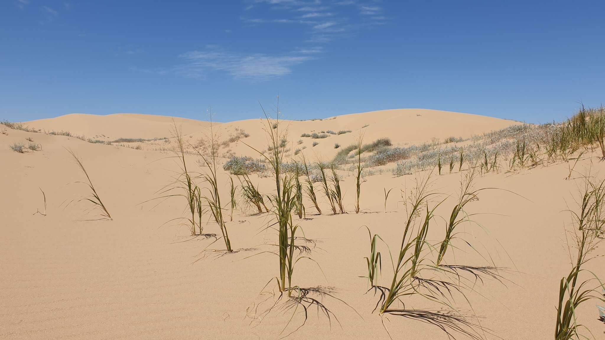 Image of desert panicgrass