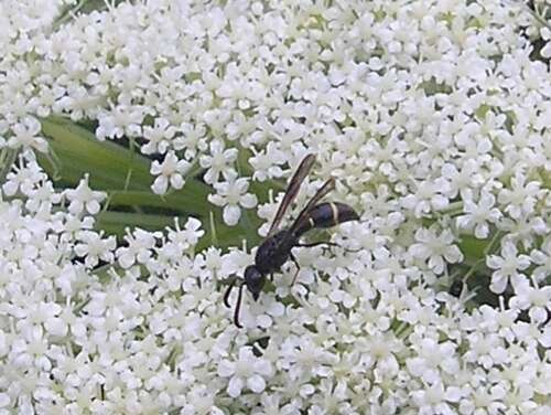 Image of Symmorphus bifasciatus (Linnaeus 1761)