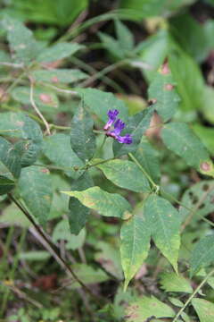 Imagem de Vicia venosa (Link) Maxim.