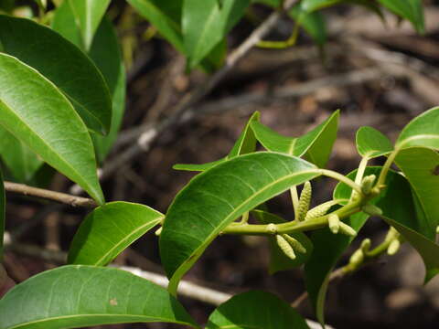 Image de Excoecaria agallocha L.