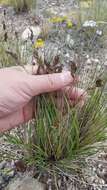 Image de Festuca sibirica Hack. ex Boiss.