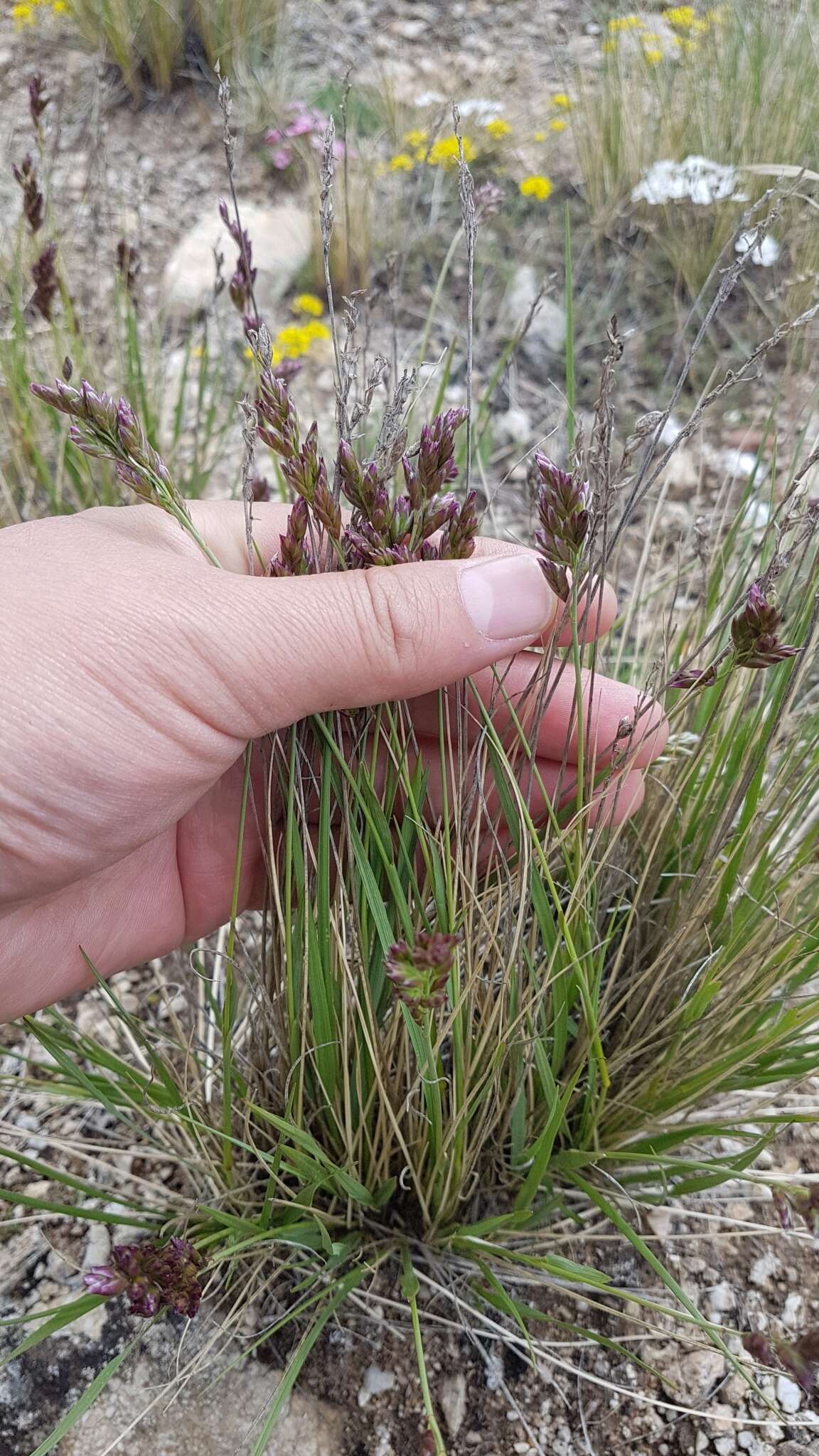 Image de Festuca sibirica Hack. ex Boiss.