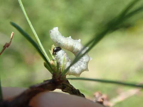 Image of Larch sawfly