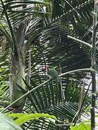 Image of Puerto Rican Tody