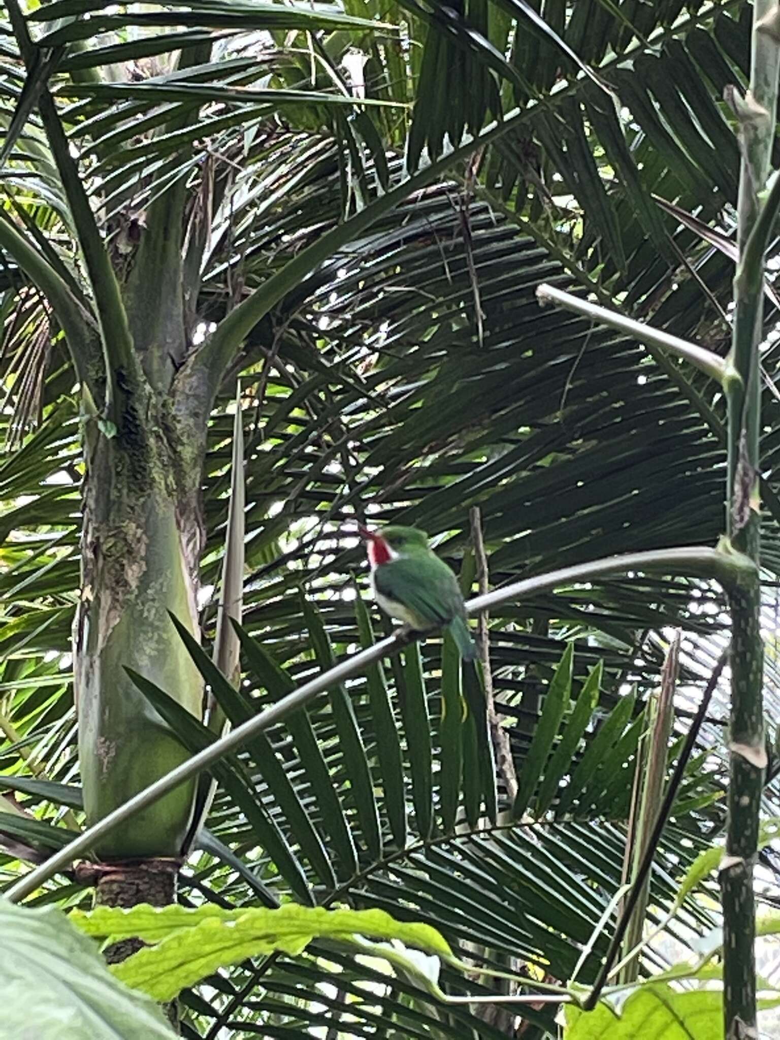 Image of Puerto Rican Tody