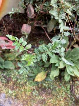 Image of Korean creeping raspberry