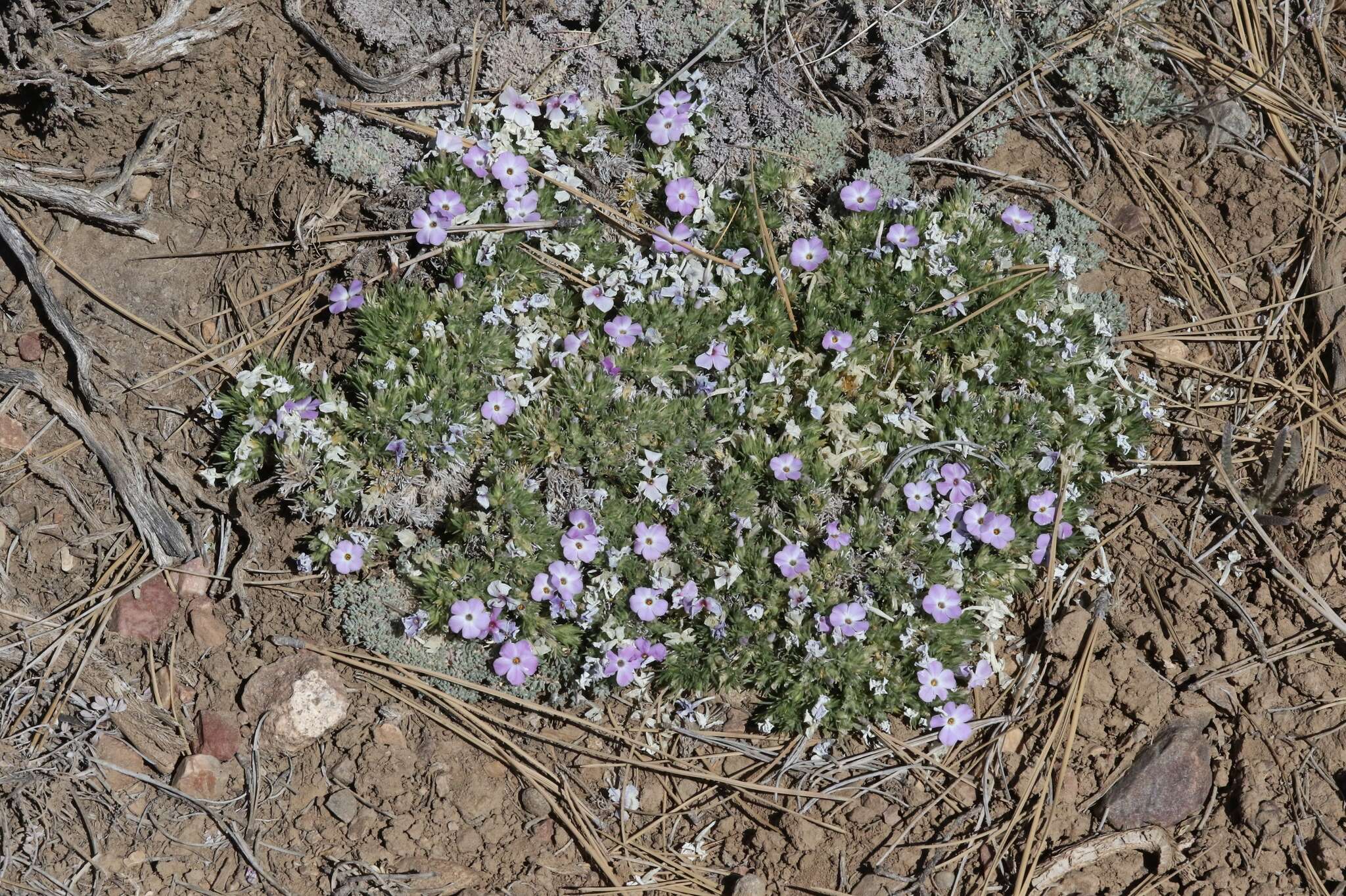 Image of dwarf phlox