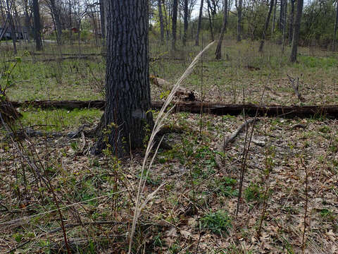 Image of Sweet Wood-Reed