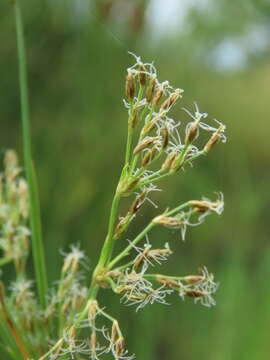 Image de Fimbristylis complanata (Retz.) Link