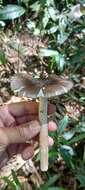 Image of Amanita coacta Bas 1978