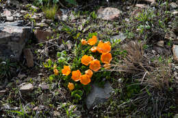 Philibertia lysimachioides (Wedd.) T. Meyer resmi