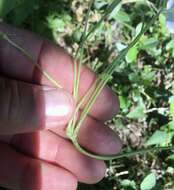 Image of Oxalis floribunda Lehm.