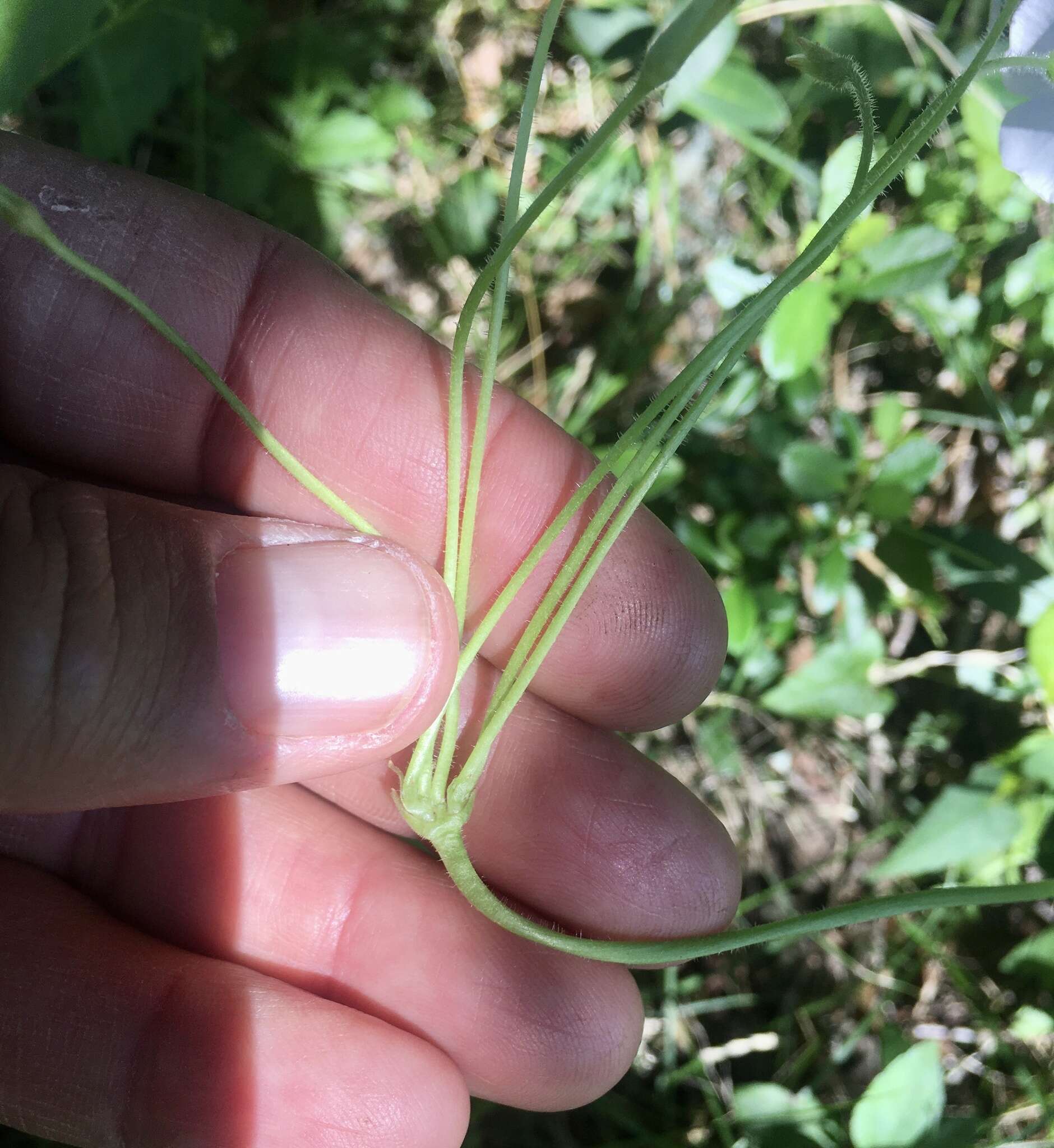 Sivun Oxalis floribunda Lehm. kuva