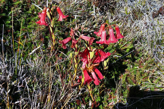 Image of Rhododendron beyerinckianum Koorders