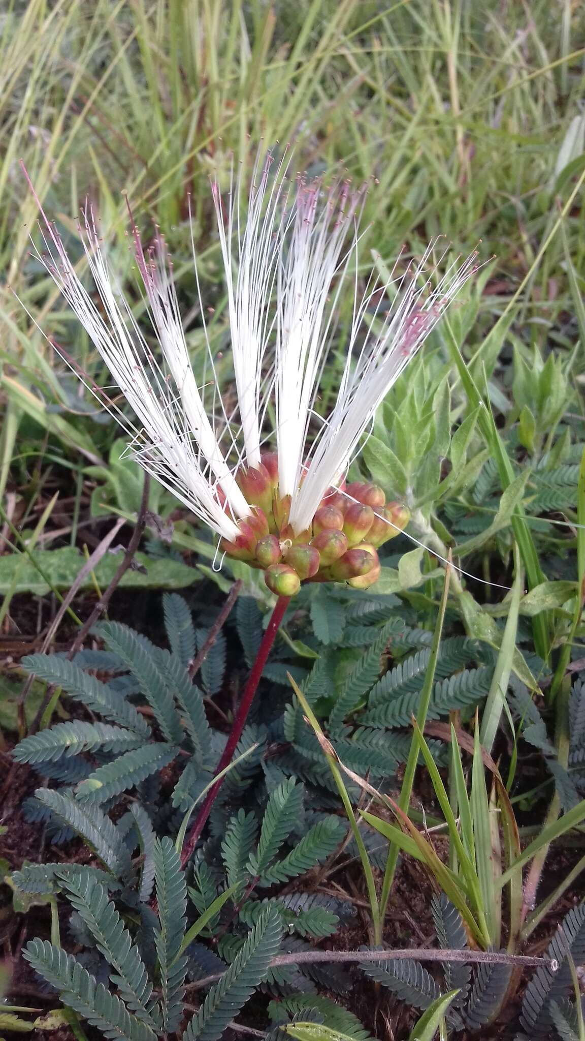 Image de Calliandra brevicaulis Micheli