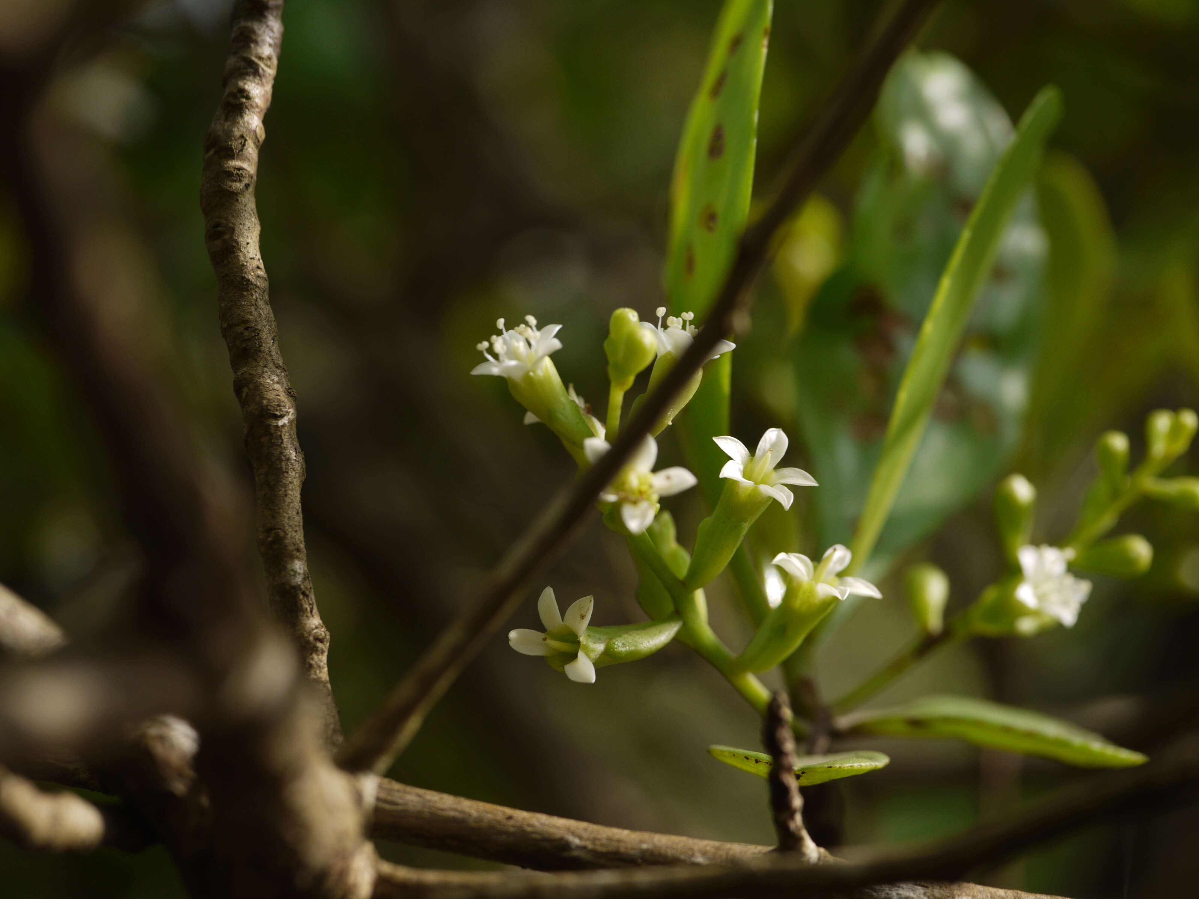 Image of Lumnitzera racemosa Willd.