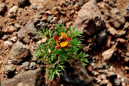 Image of Adonis microcarpa DC.