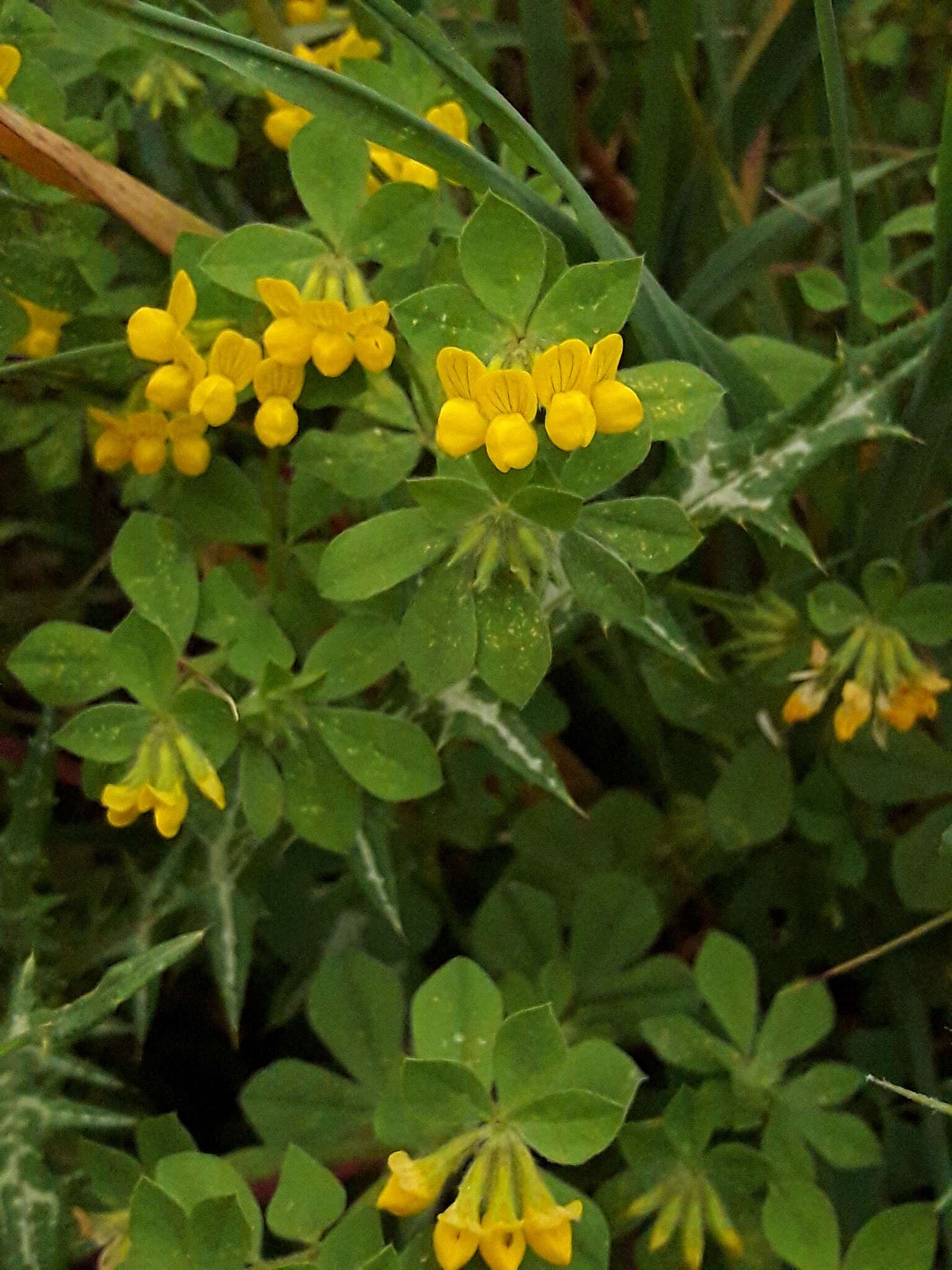 Слика од Lotus ornithopodioides L.