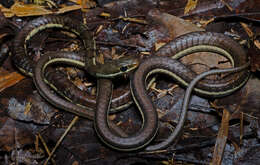 Image of Dendrelaphis chairecacos (F. Boie 1827)