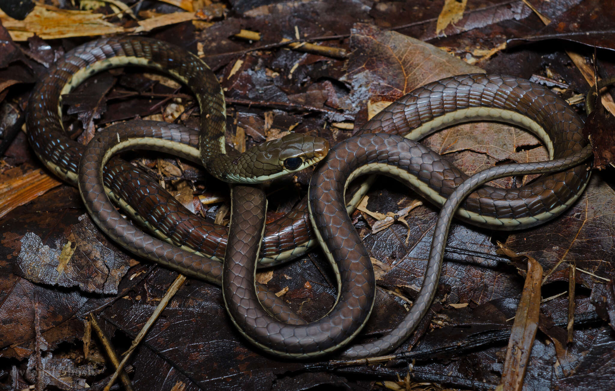 Image of Dendrelaphis chairecacos (F. Boie 1827)