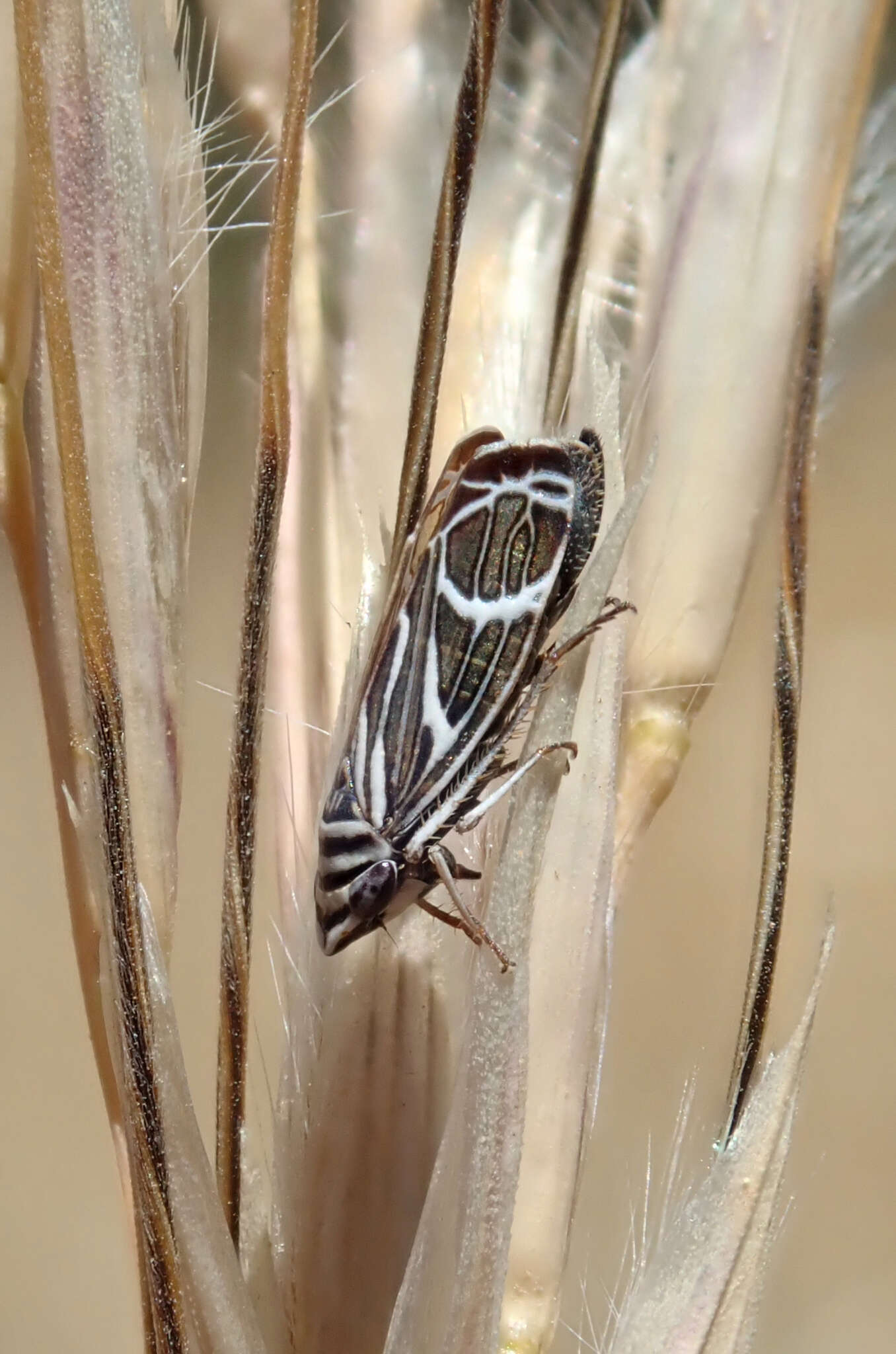 Image of Cochlorhinus bidentatus Beamer 1940