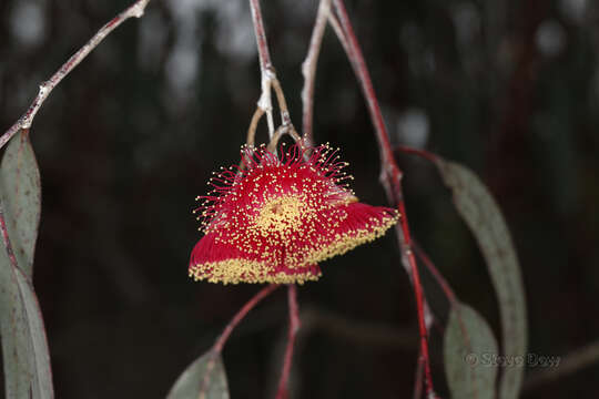 Слика од Eucalyptus caesia Benth.