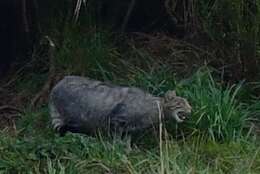 Image of European Wildcat