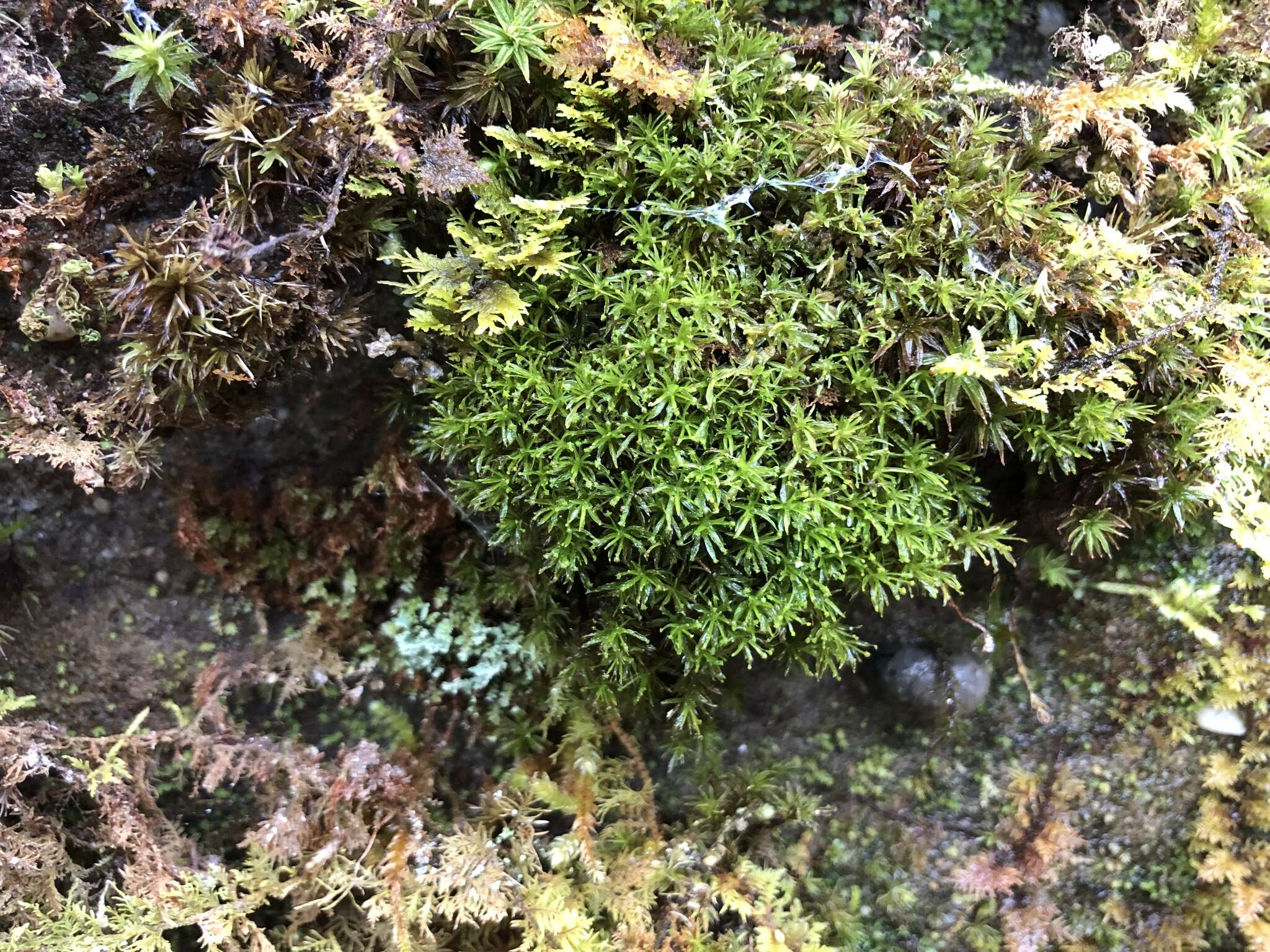 Image of Texan syrrhopodon moss