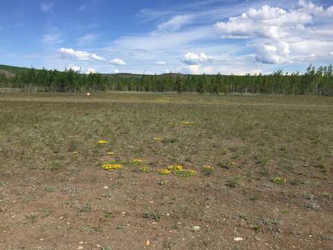 Image of Maclean's goldenweed