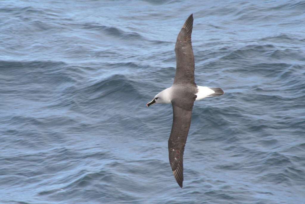 Image of Grey-headed Albatross