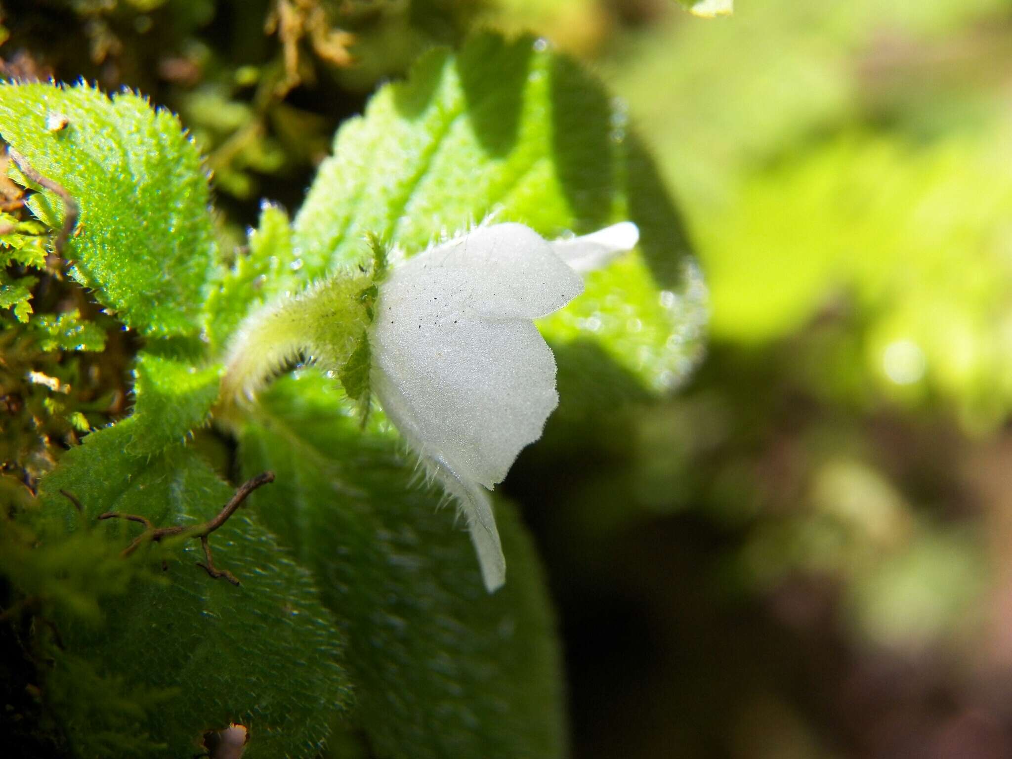 Image of Phinaea multiflora C. V. Morton