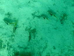 Image of Bicolor goatfish