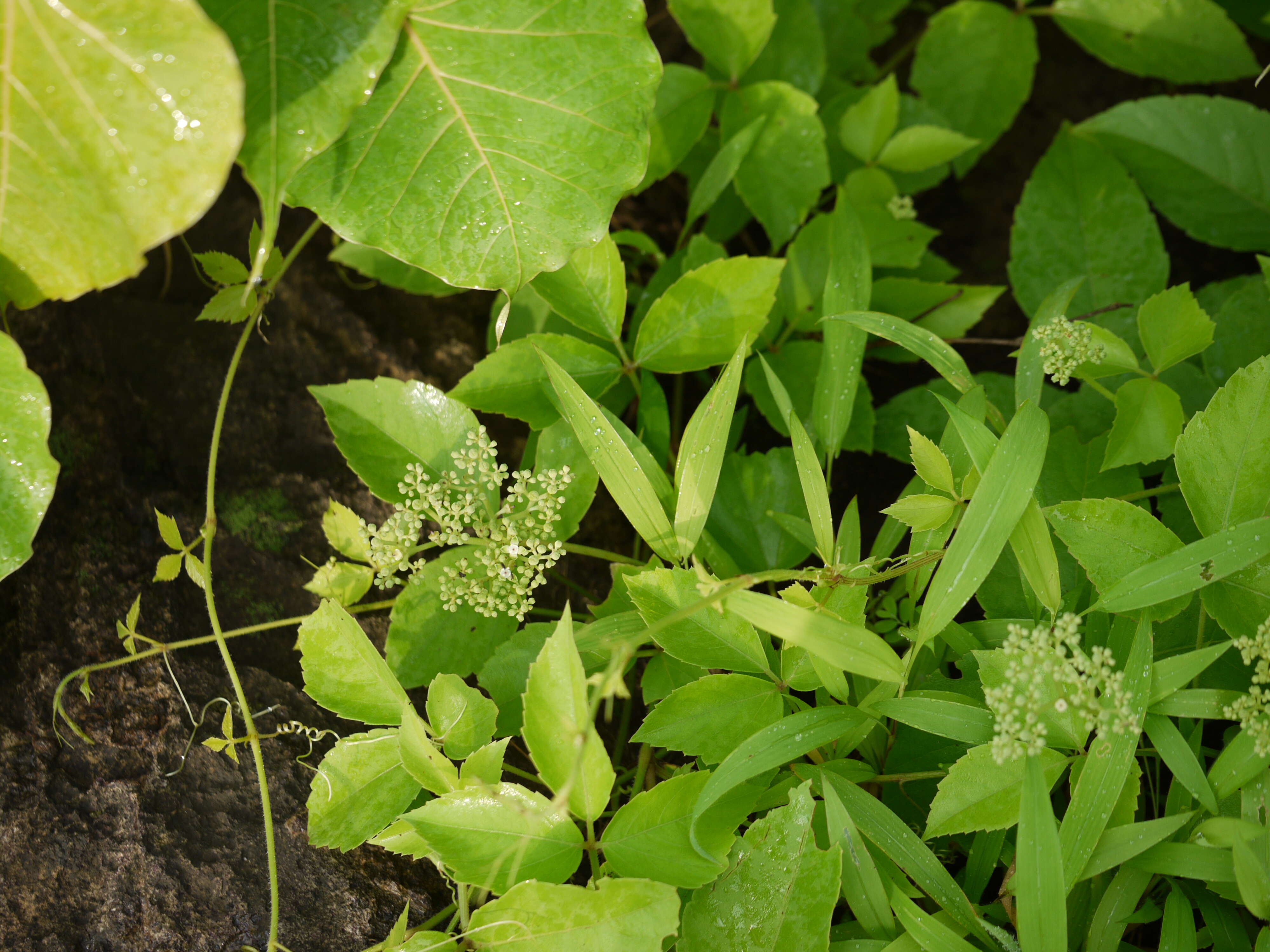 Image de Cissus trifoliata (L.) L.