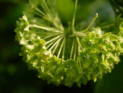 Image of Marsdenia volubilis (L. fil.) Cooke