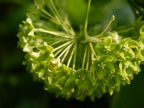 Image of Marsdenia volubilis (L. fil.) Cooke