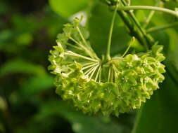 Image of Marsdenia volubilis (L. fil.) Cooke