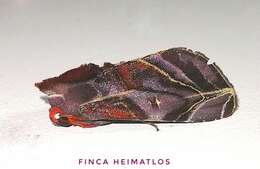 Image of Hemicephalis alesa Druce 1890