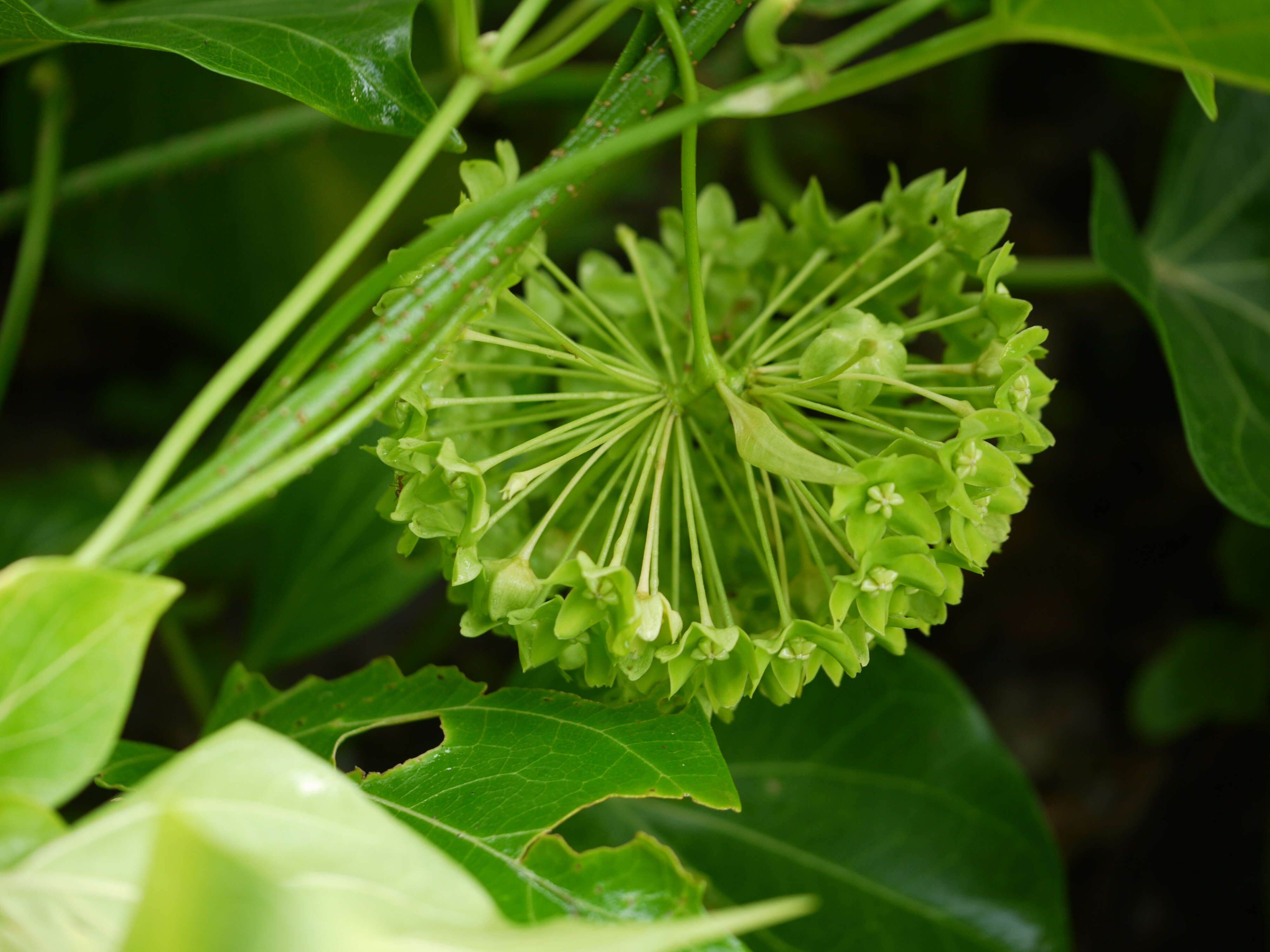 Image of Marsdenia volubilis (L. fil.) Cooke