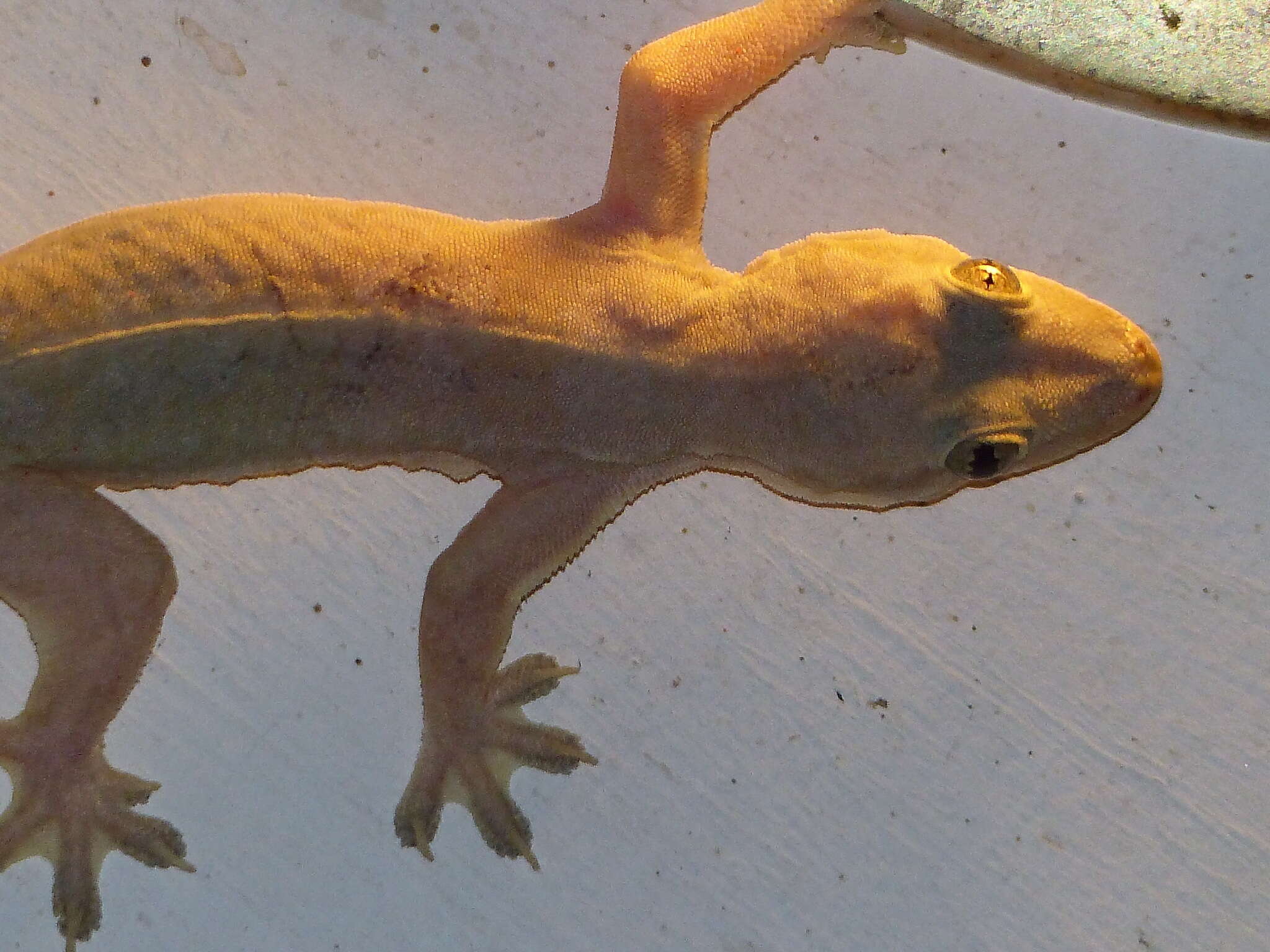 Image of Flat-tailed House Gecko