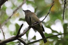 Imagem de Pachycephala pectoralis xanthoprocta Gould 1838