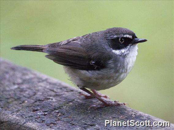 Image of White-browed Scrubwren