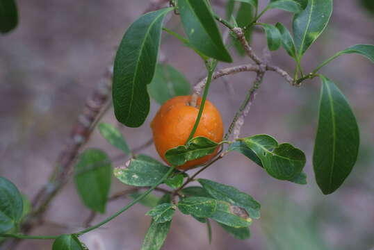 Image of Fontainea pancheri (Baill.) Heckel