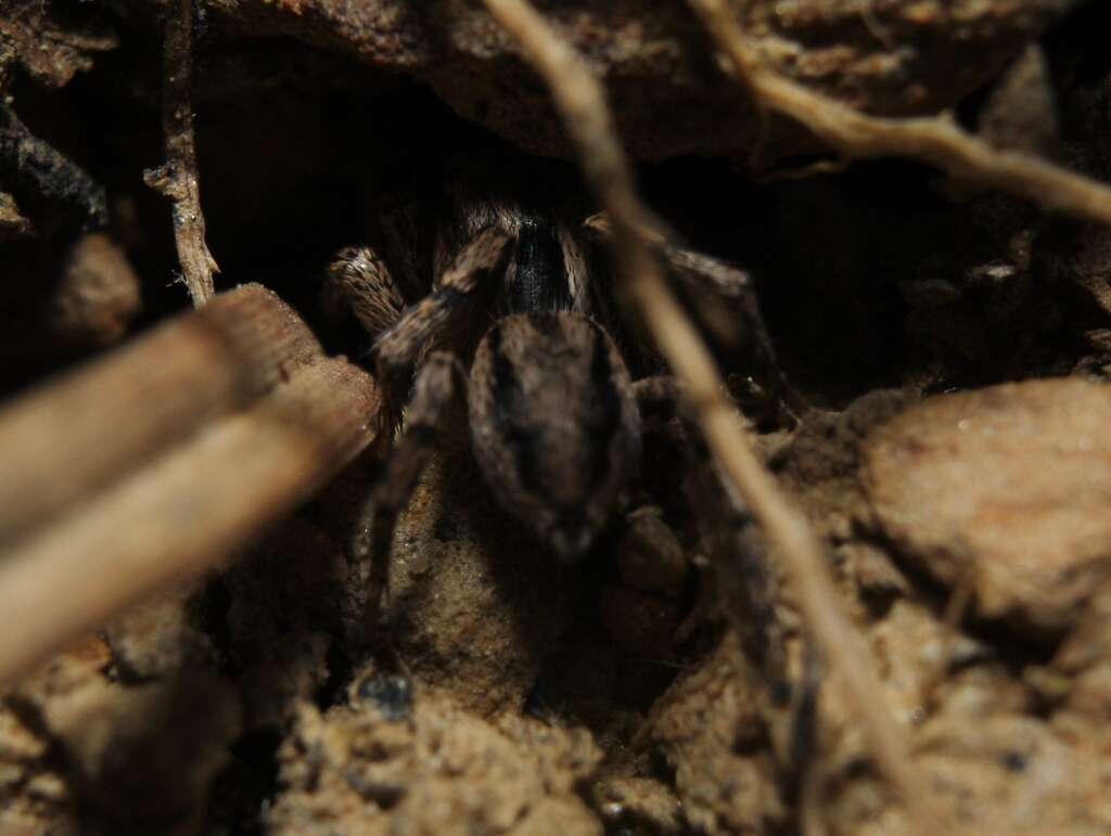 Image of Habronattus texanus (Chamberlin 1924)