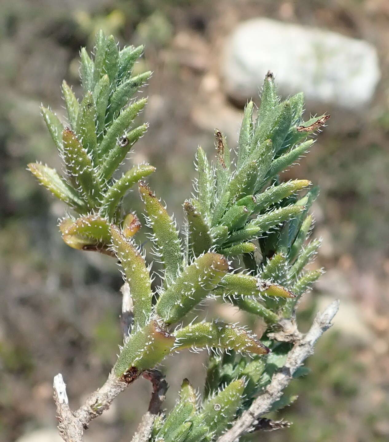 Image of Pteronia hirsuta L. fil.