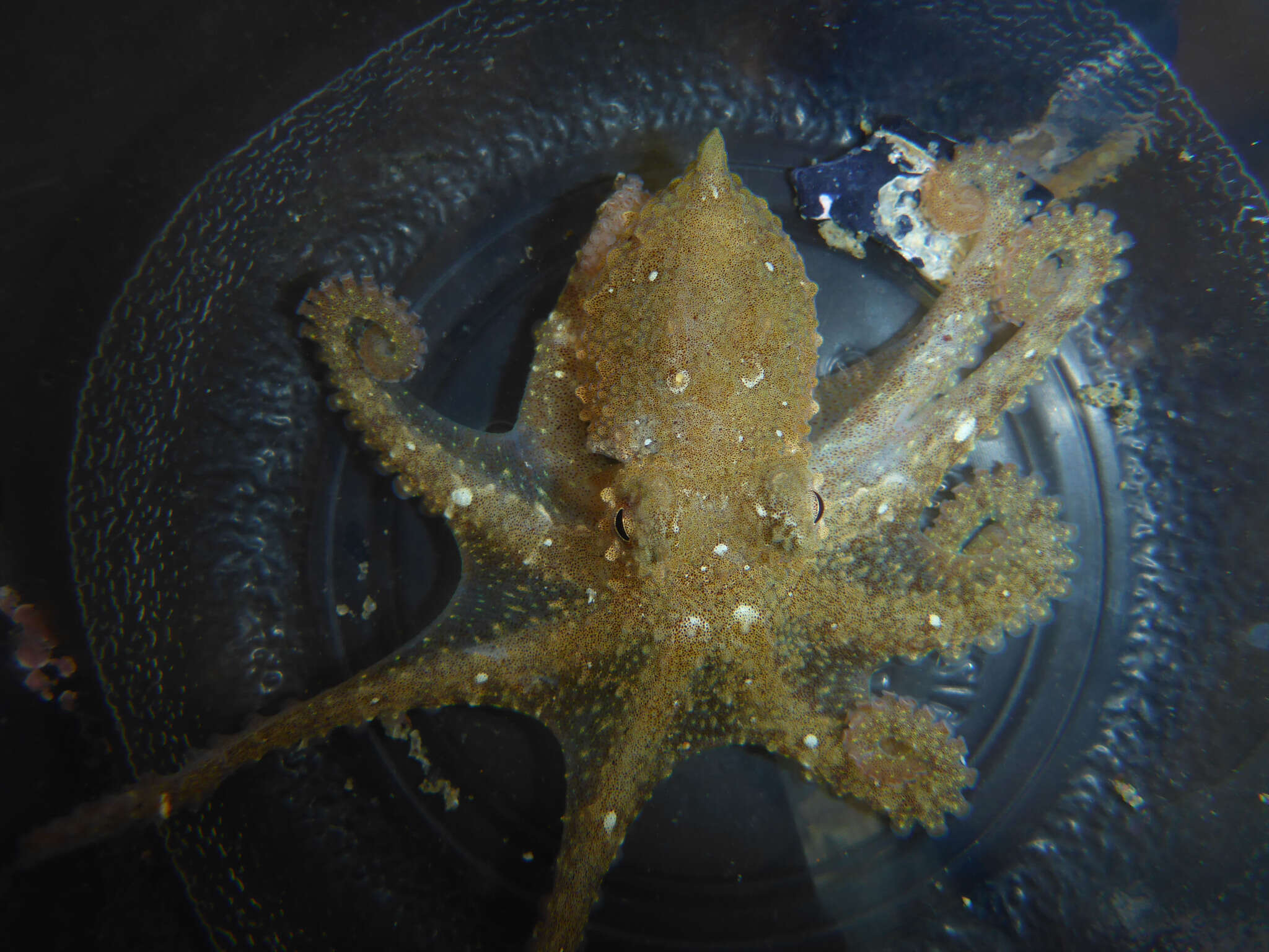 Image of East Pacific red octopus