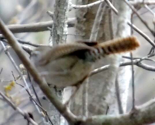 Image of Sinaloa Wren