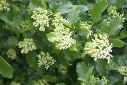 Image of Cornus sanguinea subsp. australis (C. A. Mey.) Jáv.