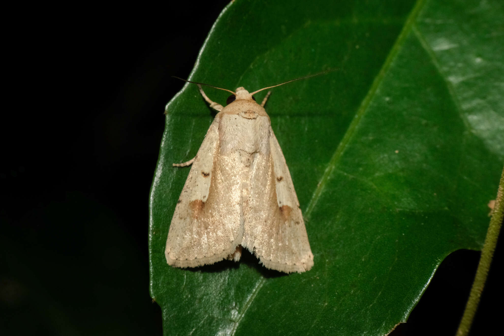 Imagem de Leucania yu Guenée 1852