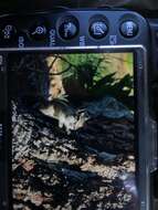 Image of Uinta Chipmunk